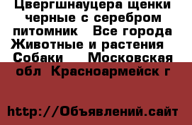 Цвергшнауцера щенки черные с серебром питомник - Все города Животные и растения » Собаки   . Московская обл.,Красноармейск г.